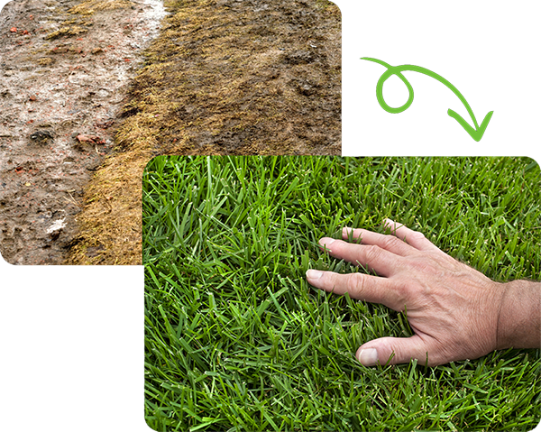yard with brown grass affected by septic leak and healthy green lawn after septic repair near Portage County