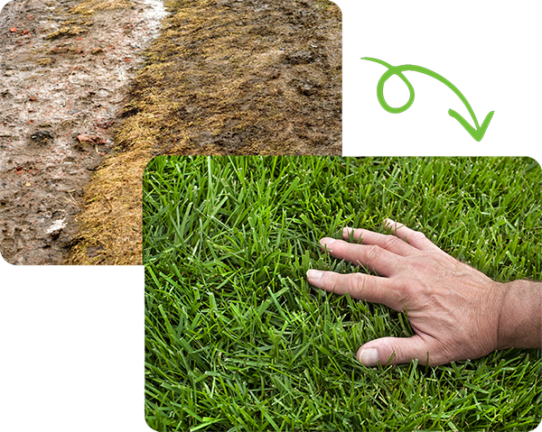 yard with brown grass affected by septic leak and healthy green lawn after septic repair near Portage County